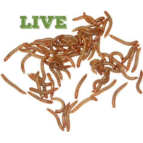 EXOTIC NUTRITION Live Mealworms Reptile Food Medium 500 Count Chewy