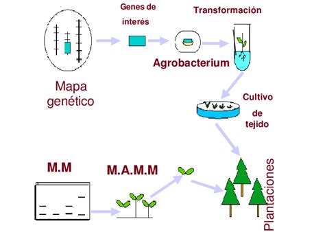 ESQUEMA DE APLICACIONES DE INGENIERÍA GENÉTICA Las áreas promisorias