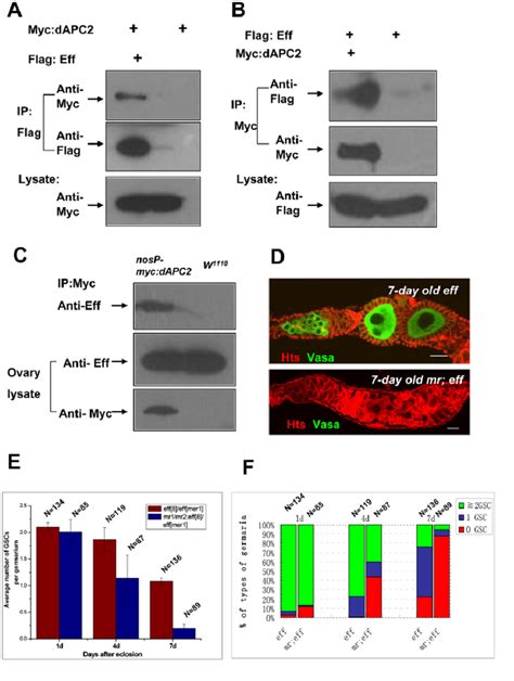 Eff Interacts With Dapc Both In Vitro And In Vivo A S Cells Were