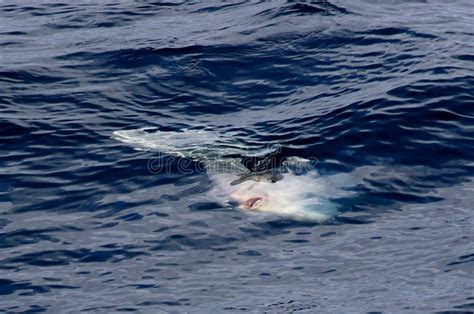 Oceanu Samogłów Mola Mola Zdjęcie Stock Obraz złożonej z duży