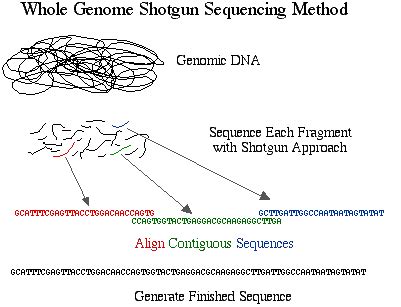 Sequencing Strategies for Whole Genomes - Genomics Course