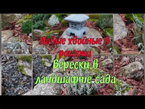 Новые хвойные растения в рокарии.Верески в ландшафте сада. - YouTube