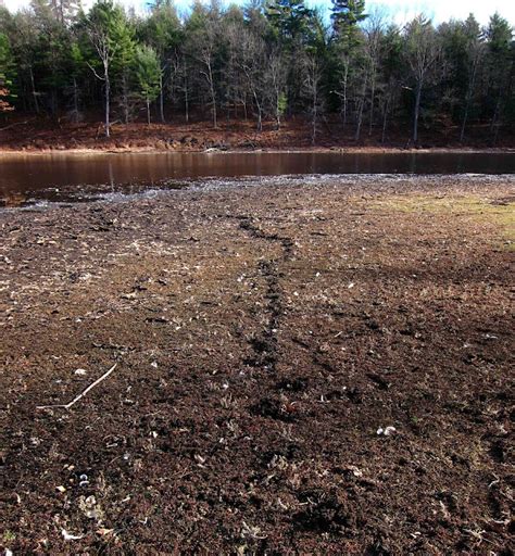 Saratoga woods and waterways: Mystery Mud Piles at Mud Pond