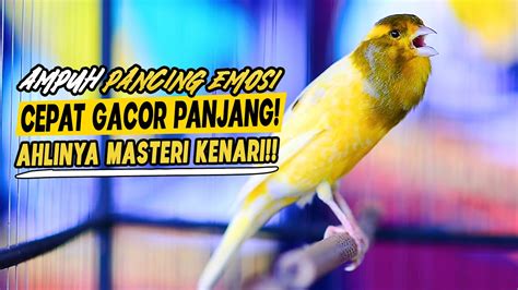 Kenari Gacor Nembak Tajam Efektif Pancing Emosi Kenari Lain Cepat