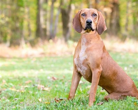 14 Unbelievable Facts About Redbone Coonhound