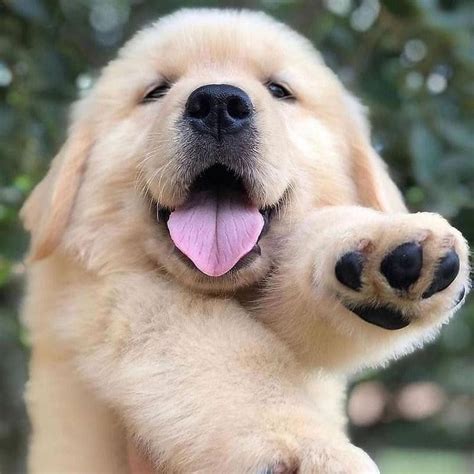 50 Adorable Golden Retriever Puppy Photos Always Pets