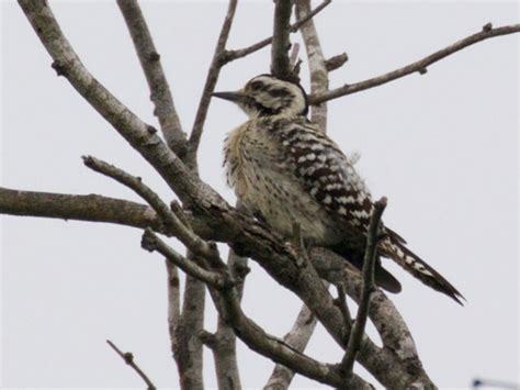 The Woodpeckers Of North Texas Dfw Urban Wildlife