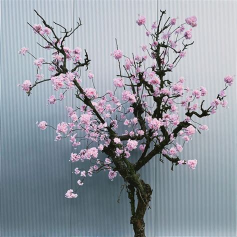 Wit Sakura Rituals Bloesemboom Cm Kunst Bloesem Seta Fiori