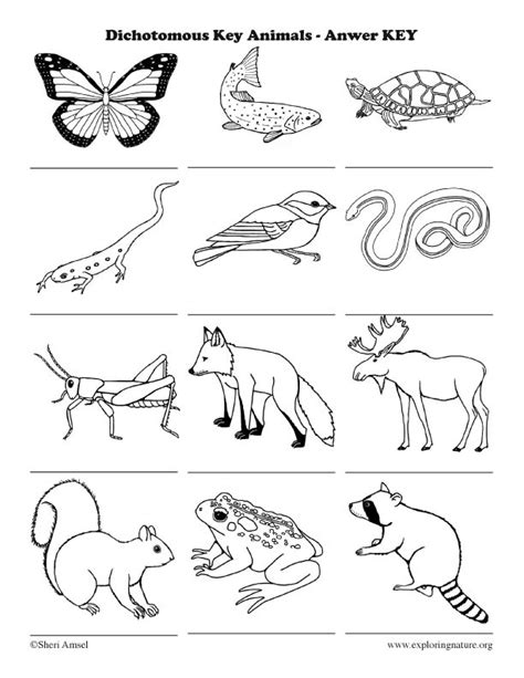 Free Dichotomous Key Practice Worksheet Download Free Dichotomous Key