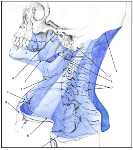 Head And Neck Anatomy Deep Cervical Fascia Fascia Colli