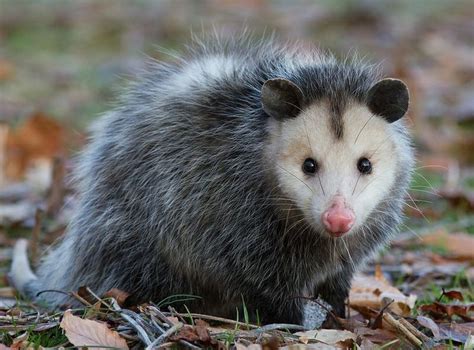 Virginia Opossum Opossum De Virginie Didelphis Virginiana Opossum