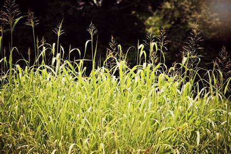 Free Images Nature Plant Field Lawn Meadow Prairie Sunlight