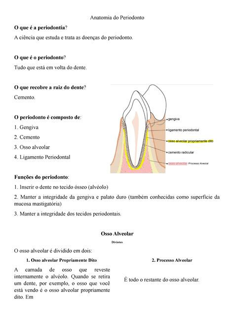 Anatomia Do Periodonto Anatomia Do Periodonto O Que A