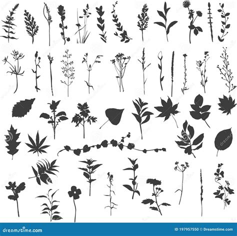 Silhouette Des Plantes Ornementales Du Champ Illustration De Vecteur