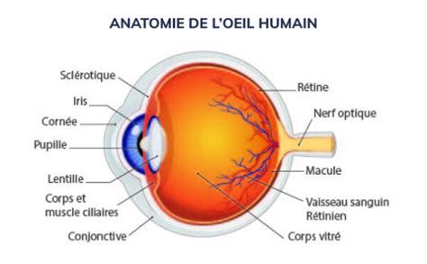 L Anatomie De L Oeil Par Centre D Ophtalmologie OPH78 Yvelines Le