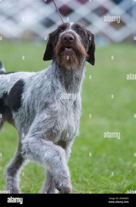 Are German Wirehaired Pointers Dangerous