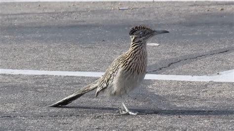 Greater Roadrunner bird running in for Fast Food - YouTube