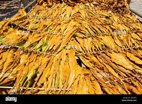 Drying Traditional Tobacco Leaves With Hanging In A Field Indonesia