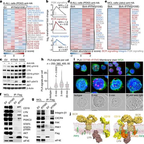 Ifitm Links Components Of The Bcr And Integrin Receptor Pathways To