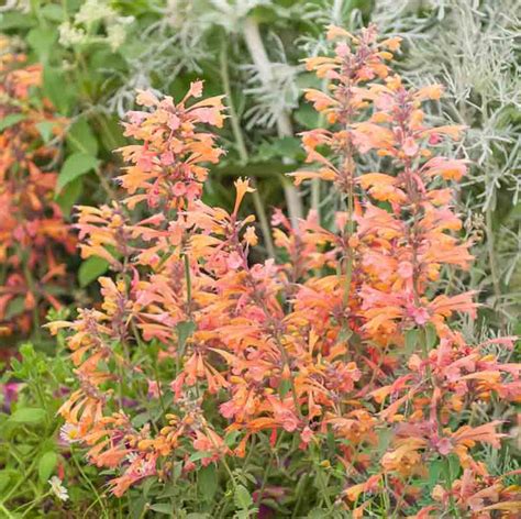 Agastache Rupestris Licorice Mint