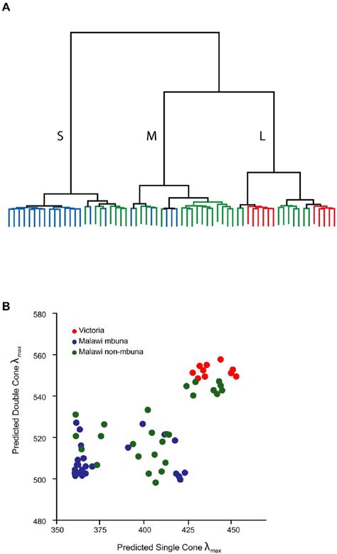 Gene Expression Profiles And Single And Double Cone Sensitivities Form