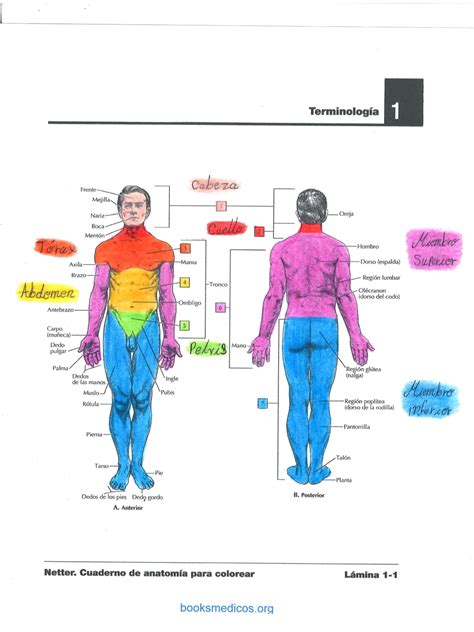 SOLUTION Definición y clasificación de anatomía planimetria posición