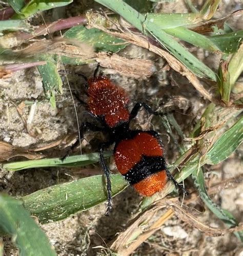 Red Velvet Ants Aren't Really Ants at All! - Nature Walks with Judy