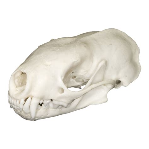 Real Western Spotted Skunk Skull For Sale – Skulls Unlimited ...