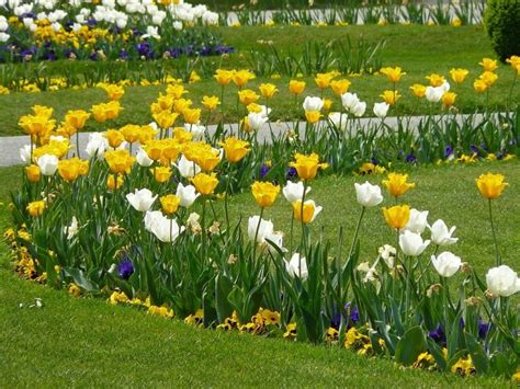 Цветник из тюльпанов: идея украшения дачного участка | Garden, Vacation ...