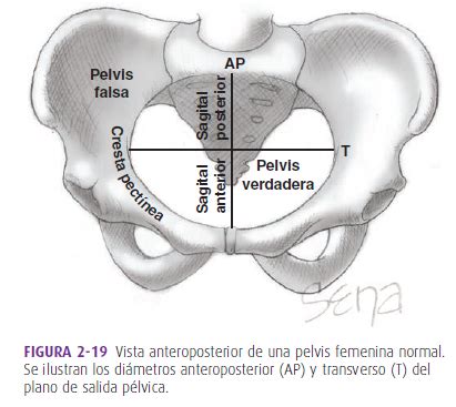 Fichas de aprendizaje Anatomía de pelvis Quizlet