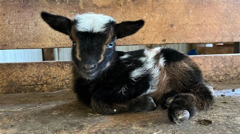 Baby Goat First Full Day With The Herd Vendor Spotlights From