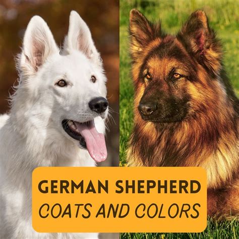 German Shepherd Coat And Color Varieties German Shepherd Colors