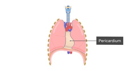 Pericardium Structure And Function Getbodysmart