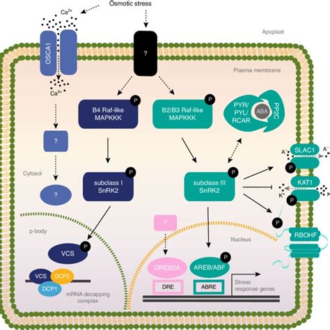 Pdf Role Of Raf Like Kinases In Snrk2 Activation And Osmotic Stress Response In Plants