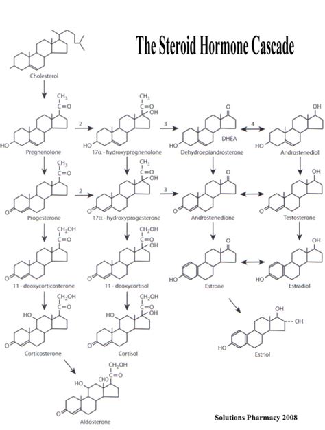 The Steroid Cascade Heal Medical