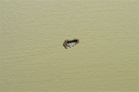 Termite Queen: Termite Pinholes In Drywall