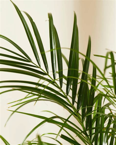 20 Best Air-Purifying Plants for Your Home | Trusted Since 1922