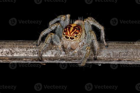 Adult Female Jumping Spider 11627238 Stock Photo at Vecteezy