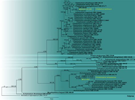 Phylogram Generated From Maximum Parsimony Analysis Based On Combined