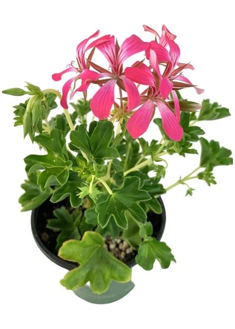 Geranium Acapulco Compact Cascade 6 Inch The Garden Corner