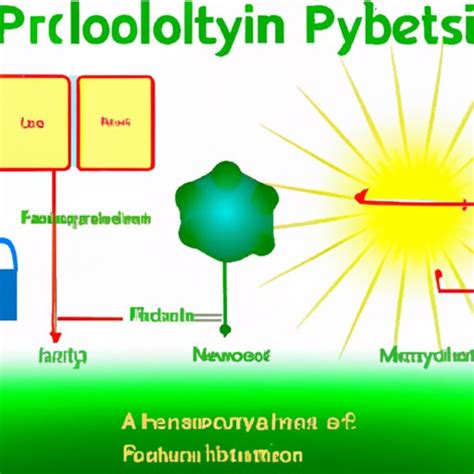 What Is A Product Of Photosynthesis Exploring The Benefits And Role Of Photosynthesis In Our