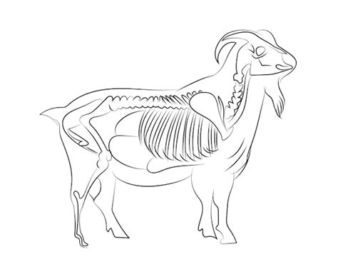 Nubian Goat Coloring Pages