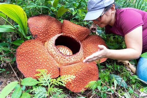 Rafflesia Planta Cu Cea Mai Mare Floare Din Lume Curiozit I