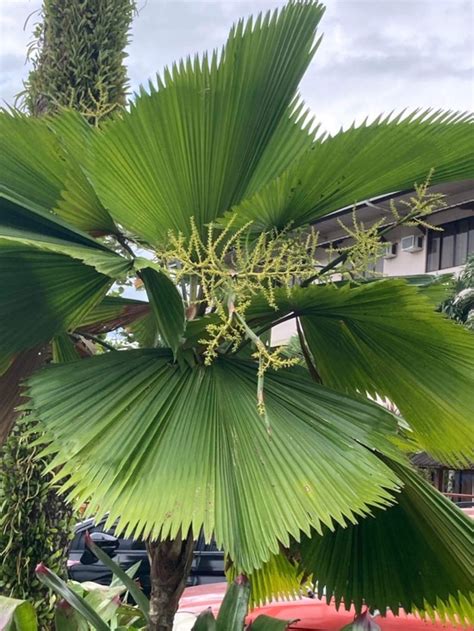 Jigsaw Puzzle Philippine National Leaf Anahaw Flowering 12