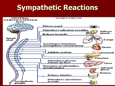 Ppt Chapter 2 Pt 1 Biology Neurons And Brain Imagery Powerpoint