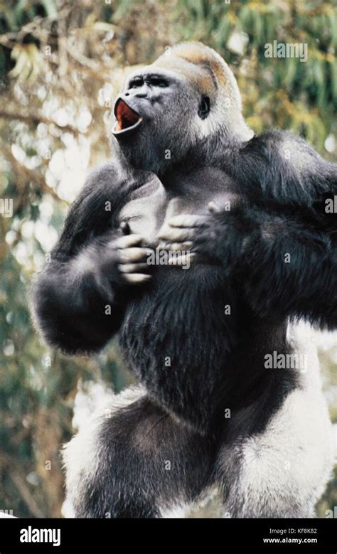 Records Gorilla Gorilla Gorilla Stock Photo Alamy
