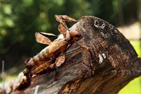 Extatosoma Tiaratum Commonly Known As The Spiny Leaf Insect The Giant