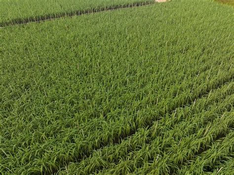 Vista aérea de las plantas de caña de azúcar que crecen en el campo