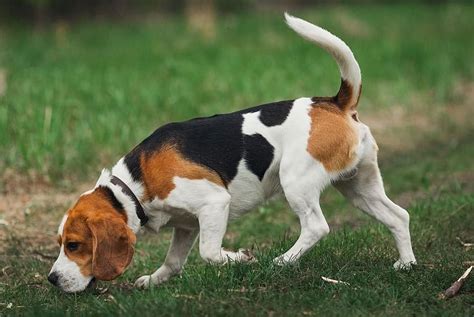 Cómo saber si un BEAGLE es de RAZA Características físicas y carácter