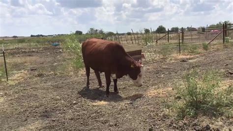 8 Head Of Red And Red Motley Face Bred Cows 0827 Cattle For Sale